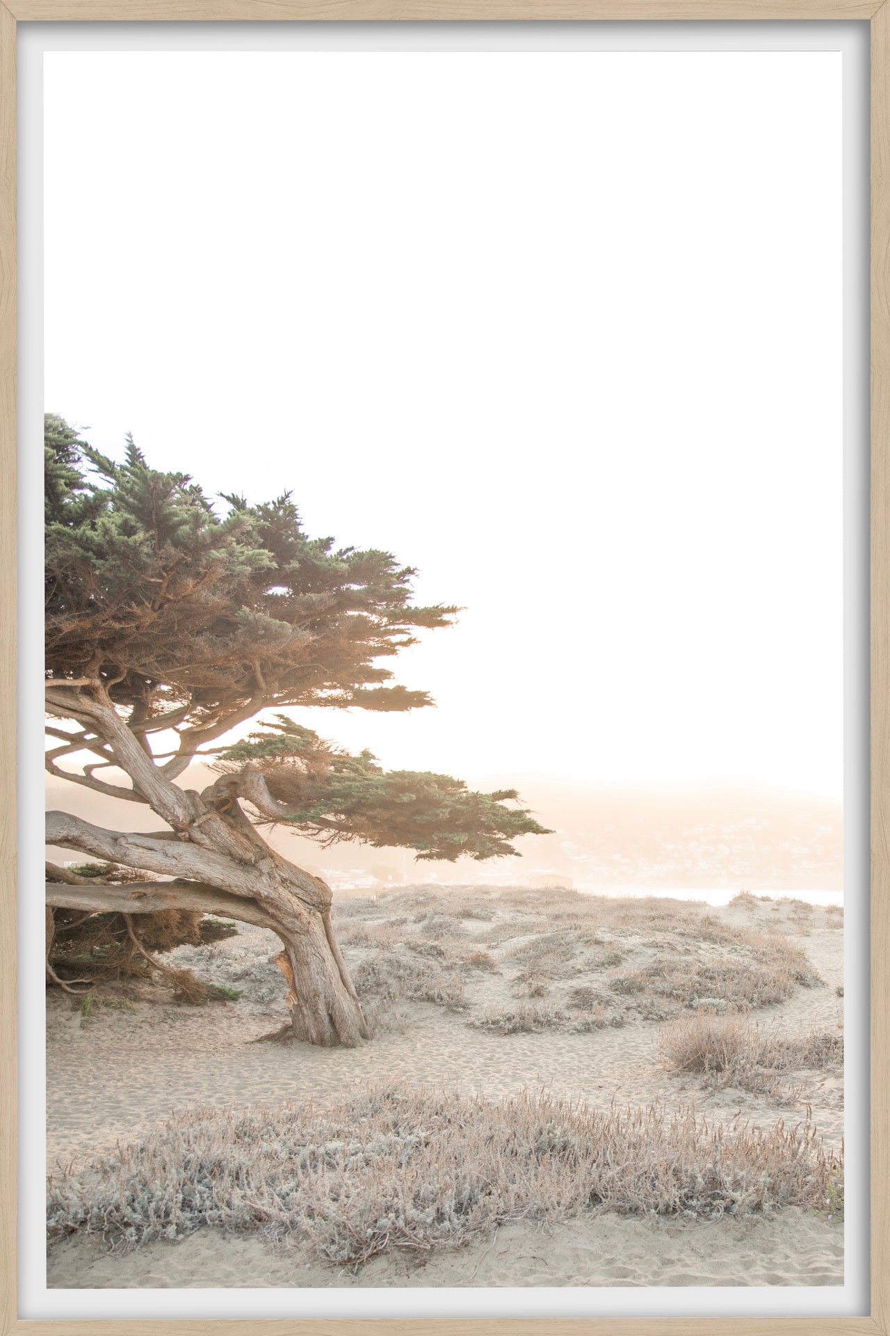 Cypress Sun Glow