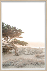 Cypress Sun Glow