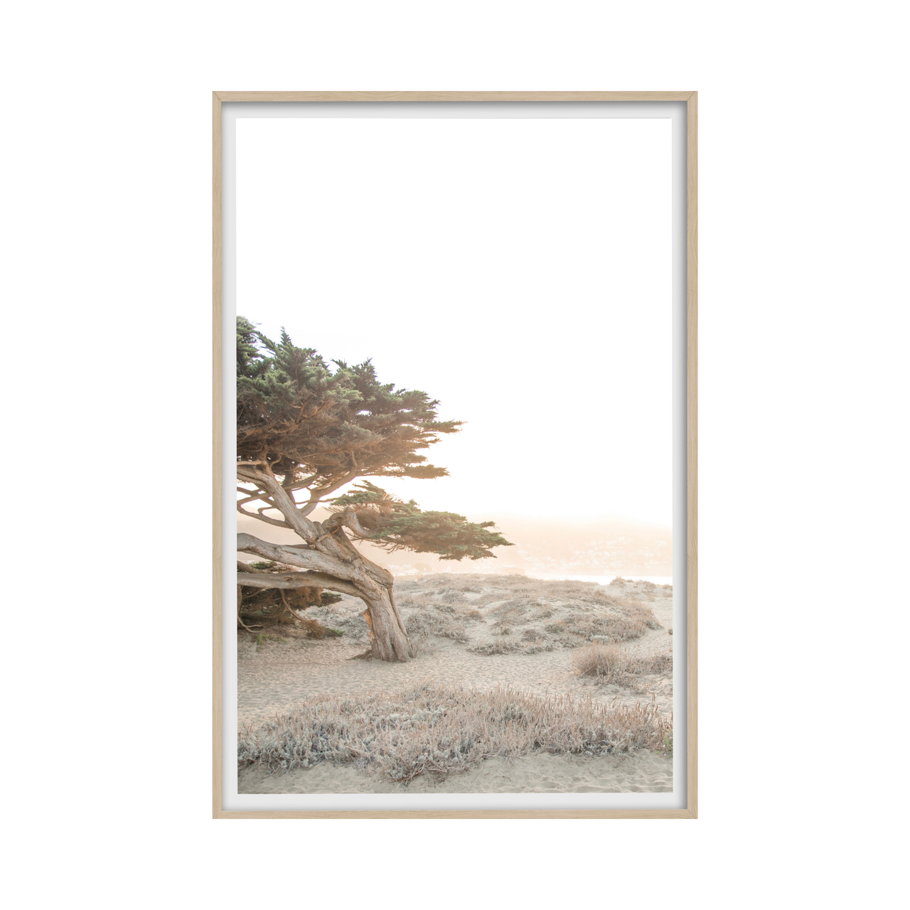 Cypress Sun Glow