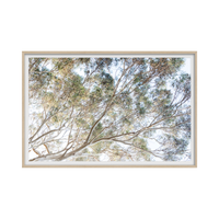 Eucalyptus Serenity