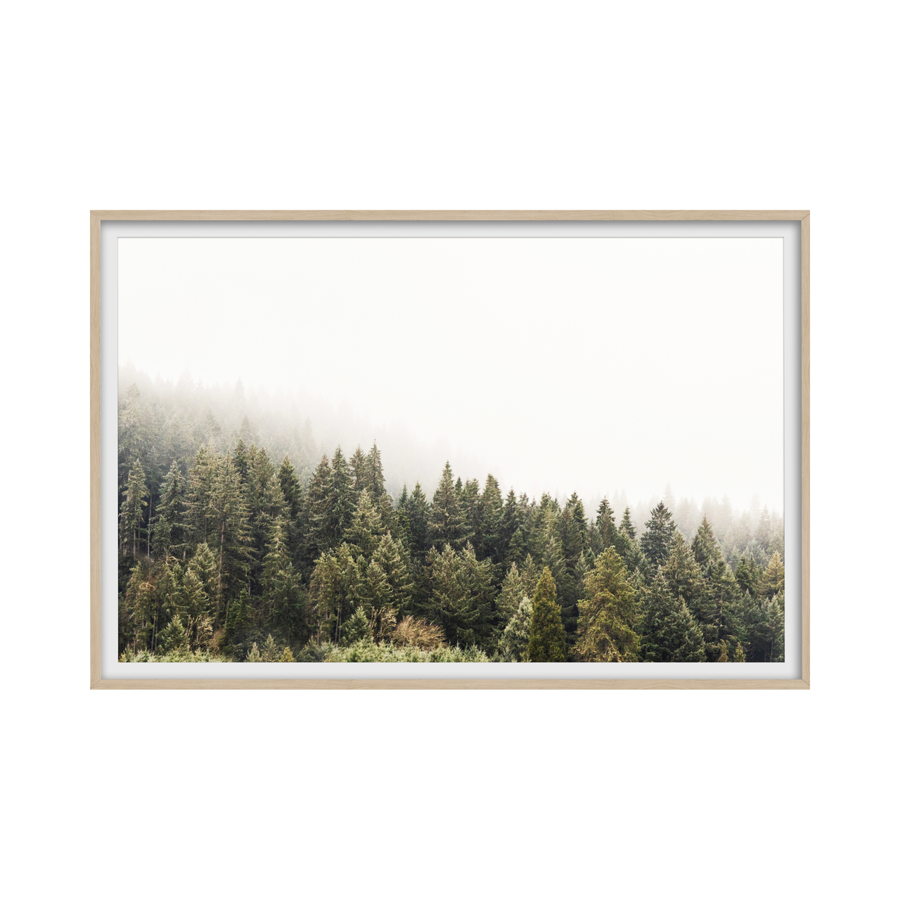 Pine Forest