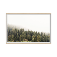 Pine Forest