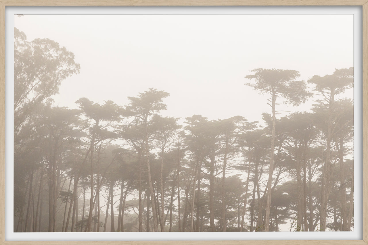 Trees In The Mist