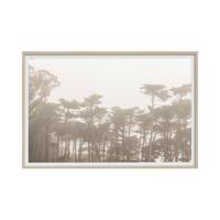 Trees In The Mist