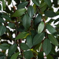 Faux Ruscus Tree