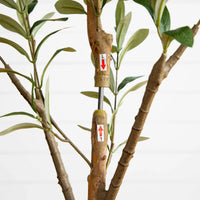 Faux Olive Tree
