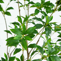 Faux Japanese Pieris Tree